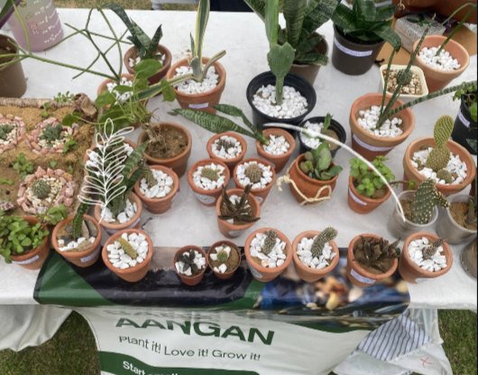 Succulents and cacti in clay pots on a Sabz Aangan market stall