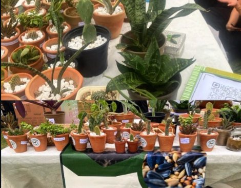 Snake plants, cacti and succulents in terracotta pots at a Sabz Aangan stall